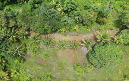6.25 Acres of Agricultural Land for Sale in Cacao, Babonneau, Saint Lucia